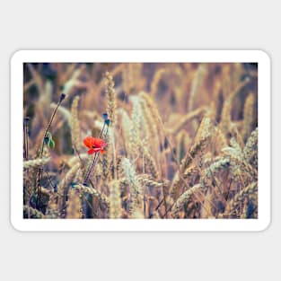 Wild Poppy in the Wheat Field Sticker